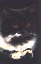 photo of Lonely Cat