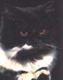 photo of Lonely Cat